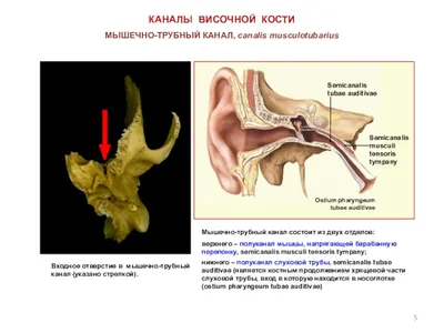 БИОЛОГИЯ 9 I