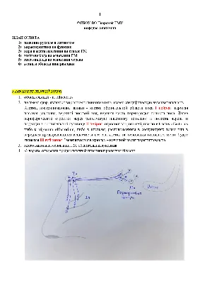 Опорно-двигательная система человека. Скелет • Биология, Анатомия и  физиология человека • Фоксфорд Учебник