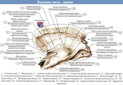 Череп иллюстрации : нормальная анатомия | e-Anatomy