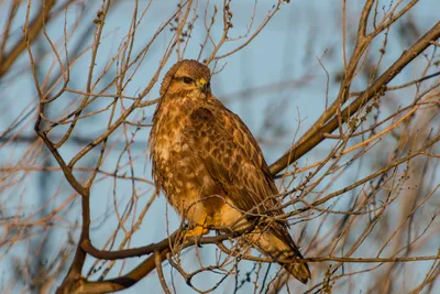 Обыкновенный канюк. (Buteo buteo). Фотограф Александр Шипиленко