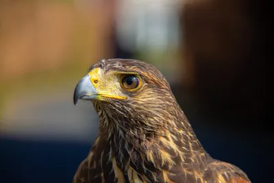 Обыкновенный Канюк Buteo Buteo В Полете Канюки В Естественной Среде  Обитания Ястребиная Птица На Земле Хищная Птица Крупным Планом Зимняя Пти —  стоковые фотографии и другие картинки Дикие животные - iStock