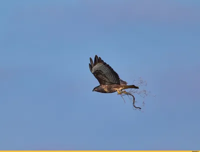 Фотография Обыкновенный канюк (Buteo buteo) Птицы западного Кавказа |  Фотобанк ГеоФото/GeoPhoto | GetImages Group