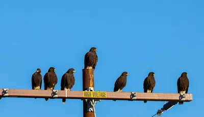 картинки : Животные, Золотой орел, Орел, хищная птица, Accipitriformes,  Accipitridae, воздушный змей, крыло, клюв, канюк, Дикая природа, Сокола,  Стервятник, Морской орел, камень, скопа 1920x1080 - teddy58 - 1599479 -  красивые картинки - PxHere