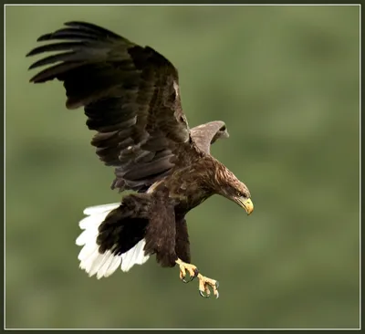 Фотография Обыкновенный канюк (Buteo buteo) Птицы западного Кавказа |  Фотобанк ГеоФото/GeoPhoto | GetImages Group