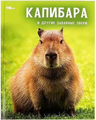 Купить Имитация капибары, плюшевая игрушка, милая капибара, чучело, кукла,  подарок на день рождения | Joom