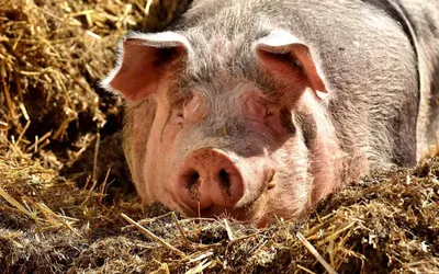 В Звениговском и Килемарском районах отменён карантин по африканской чуме  свиней - ГТРК