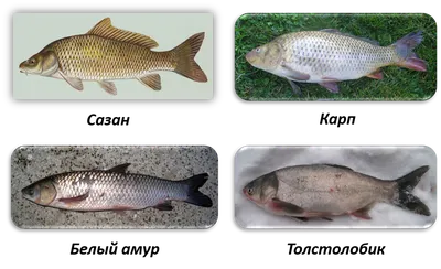 Карп Кои 12-14 см «Трёхцветки» - / рыбки добавят красок в Ваш пруд —  Интернет-магазин — АкваЛайн