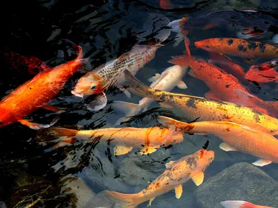 Рыба Красный Карп — стоковые фотографии и другие картинки Без людей - Без  людей, Белый, Вертикальный - iStock