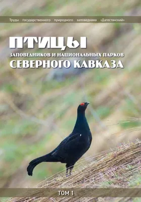 Птица Ива куропатка Рок куропатка Рисунок, Птица, животные, galliformes png  | PNGEgg