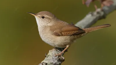 Крупная белая птица - 68 фото