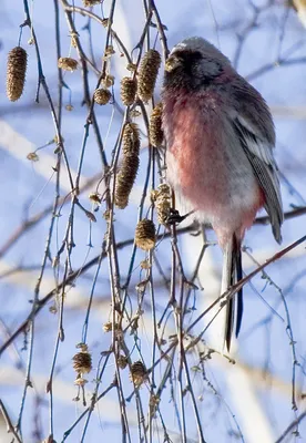 Отряд Куриные (Galliformes) (А. В. Михеев) [1970 - - Жизнь животных. Том 5.  Птицы]