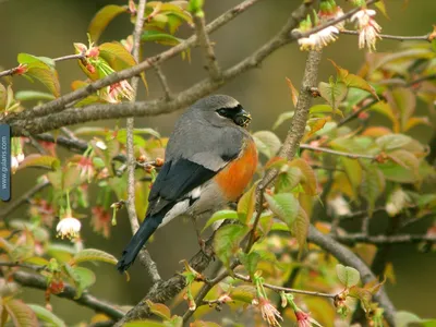 ПОДРОД МАСКОВЫЕ (ГИМАЛАЙСКИЕ) СНЕГИРИ (MASKED BULLFINCHES) | gularis.com