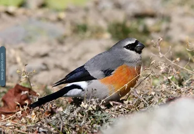 ПОДРОД МАСКОВЫЕ (ГИМАЛАЙСКИЕ) СНЕГИРИ (MASKED BULLFINCHES) | gularis.com