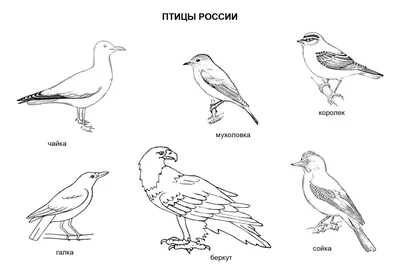 DigitalCommons@University of Nebraska - Lincoln ПТИЦЫ ВОСТОЧНОГО САЯНА /  Birds of the Eastern Sayan