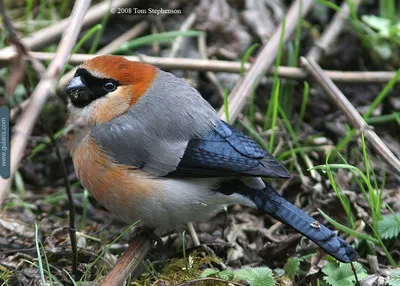 ПОДРОД МАСКОВЫЕ (ГИМАЛАЙСКИЕ) СНЕГИРИ (MASKED BULLFINCHES) | gularis.com