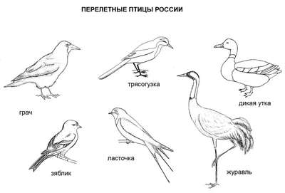 Птица сбоку рисунок - 67 фото