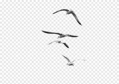 Bird Wing 1300*1213 transprent Png Free Download - Wildlife, Finch, Bird. -  CleanPNG / KissPNG