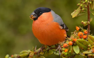 Картинки Птицы Scrub tanager на ветке животное