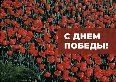 С Днем Победы! | КОГБУЗ \"Кировский областной клинический перинатальный  центр\"