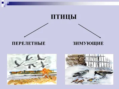 Покормите птиц зимой 2023 — МБУ ДО ЭЦ ЭкоСфера г. Липецка