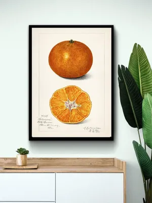 Сладкий апельсин. Апельсин в разрезе Stock Photo | Adobe Stock