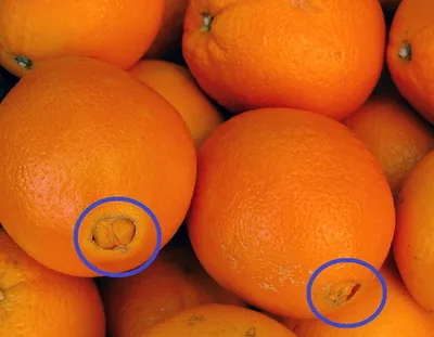 Апельсины - отзывы покупателей на маркетплейсе Мегамаркет | Артикул:  100039740893