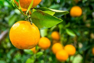апельсин на белом фоне, желтый, фрукты, белый фон картинки и Фото для  бесплатной загрузки