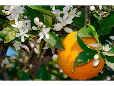 Доставка Апельсины Турция вес на дом по низкой цене. globus-online.kg.
