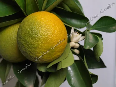 Апельсины в шоколаде рецепт с фото пошагово - 1000.menu
