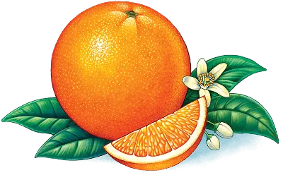 Апельсины весовые (средний вес: 1400 г) - купить с доставкой в  Ростове-на-Дону - STORUM