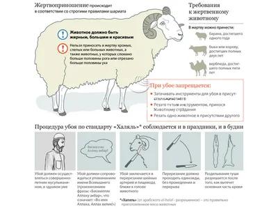 Набор картинок с животными для детей с изображением барана, свиньи, кота и  собаки. Векторный объект Stock | Adobe Stock