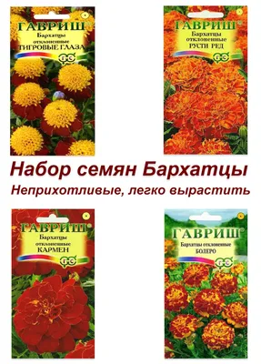 Бархатцы Гавриш Однолетние цветы для клумбы - купить по выгодным ценам в  интернет-магазине OZON (459726331)