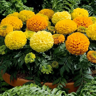 Бархатцы прямостоячие Дискавери F1 смесь Tagetes erecta Discovery F1 mix -  купить семена цветов с доставкой по Украине в магазине Добродар