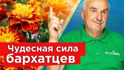 Бархатцы прямостоячие смесь. Купить семена цветов.