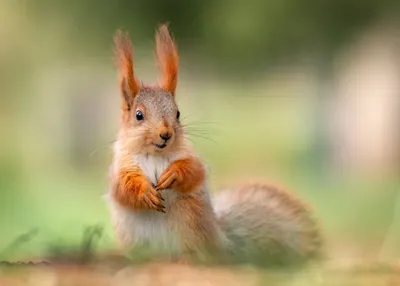 Тульские белочки 🐿🧡 #белка #squirrel #белочка #рыжаябелка #животные  #animals #белкаиорешки #природа #nature #осень #autumn #fall… | Instagram