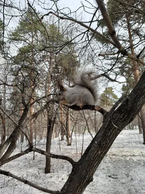 Белочка. Фотограф Mikhail Khmelevskiy