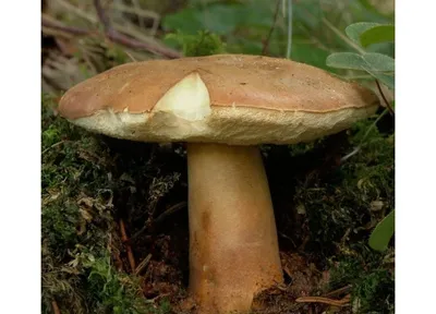 Белый гриб сосновый (Boletus pinophilus) – Грибы Сибири [Вложение: 7504]