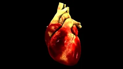 биение сердца сердца иллюстрация вектора. иллюстрации насчитывающей  давление - 18684469
