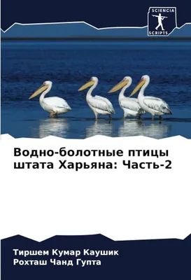 Птицы Wading в болотах болотистых низменностей в Флориде Стоковое Фото -  изображение насчитывающей флорида, баклан: 98754692