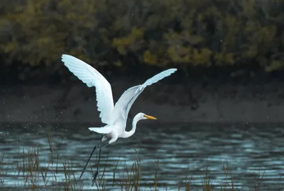 Белая птица летит над водоемом · Бесплатные стоковые фото