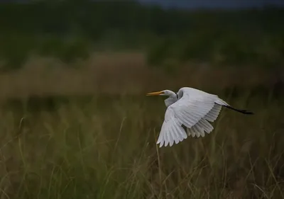 Большая белая цапля ardea alba птица держит добычу в клюве и летит в небо |  Премиум Фото