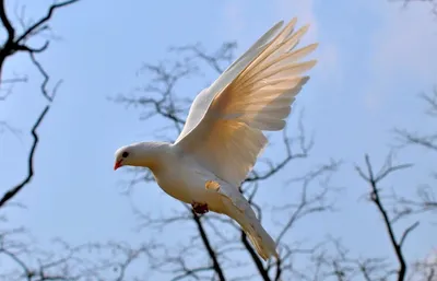 МЕСТА ЗИМОВКИ БОЛЬШОЙ БЕЛОЙ ЦАПЛИ, ГНЕЗДЯЩЕЙСЯ В БЕЛАРУСИ | BirdWatch.by