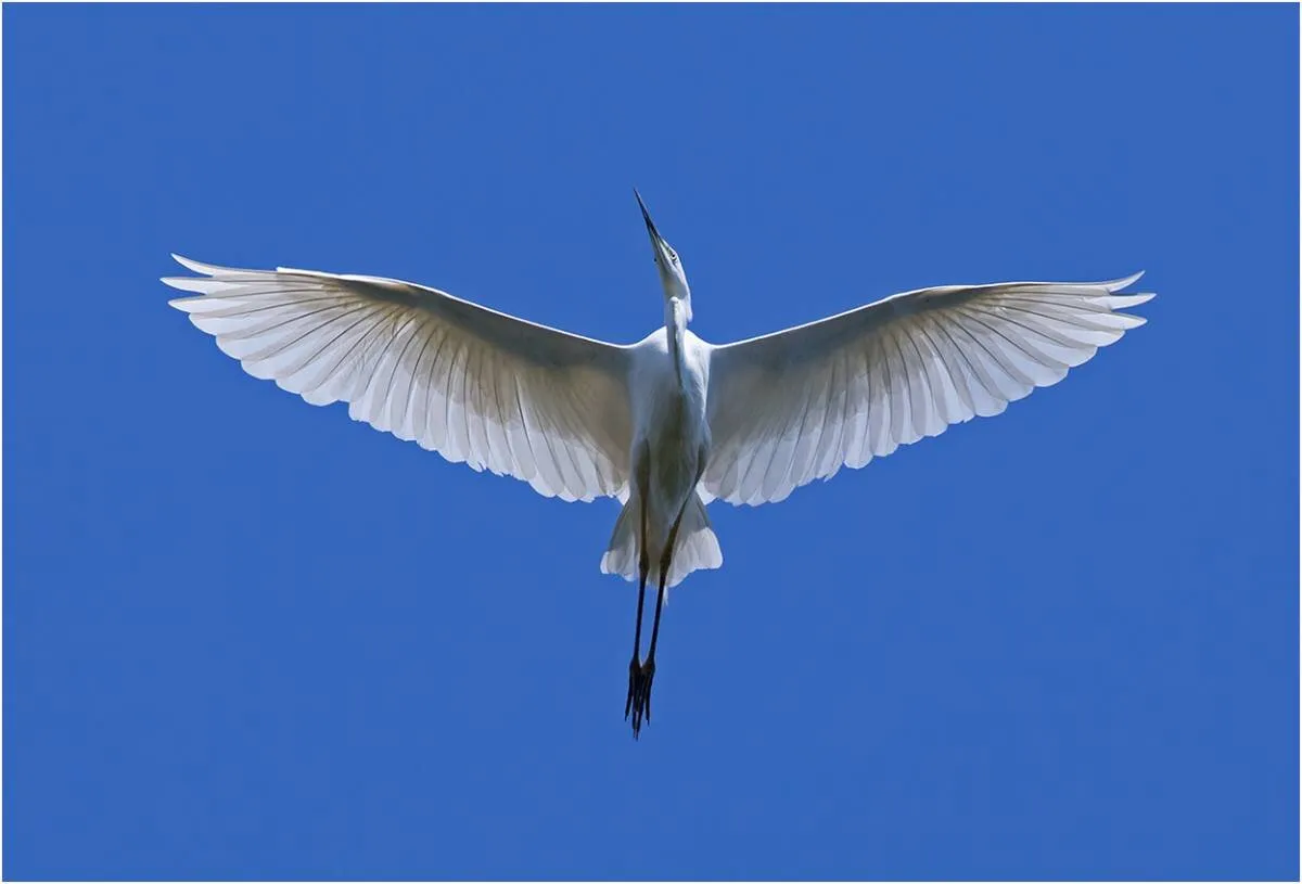 Белые птицы летят высоко. Белокрылая цапля. Белая птица. Крылья Цапли. Цапля в полете.