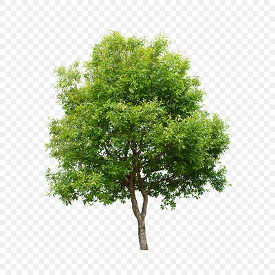 Замиокулькас (Долларовое дерево) - виды и разновидности дерева, посадка и  уход, фото, размножение и пересадка