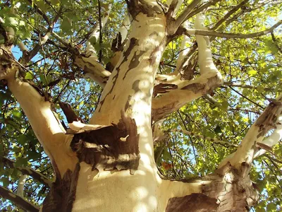 Алойное дерево — Википедия