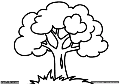 Денежное дерево - Толстянка - Крассула - Уход в домашних условиях