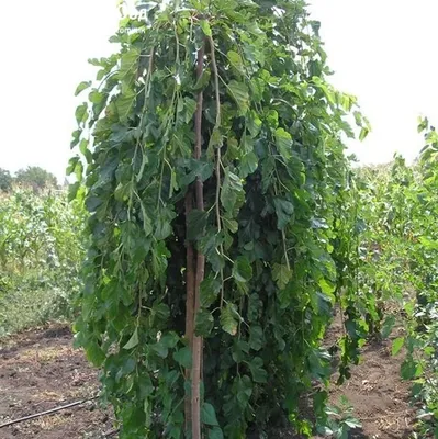 Инжир, фиговое дерево (Ficus carica) — путеводитель по отдыху в Крыму