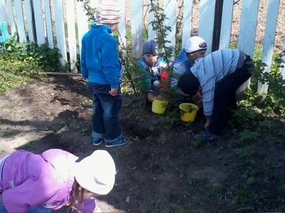 Чудо–огород на подоконнике выращивают детсадовцы -