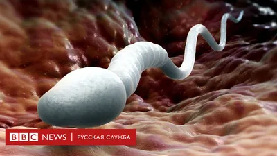 Как создавали деревянные скульптуры рябчиков, которые стоят на въезде в  поселок Пинега - 23 июля 2021 - 29.ru