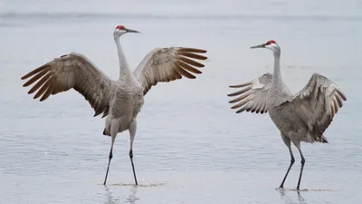 Шаблон для презентации — Птицы🦅 • Фоник | fonik.ru